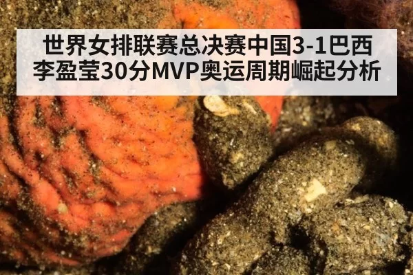 世界女排联赛总决赛中国3-1巴西李盈莹30分MVP奥运周期崛起分析